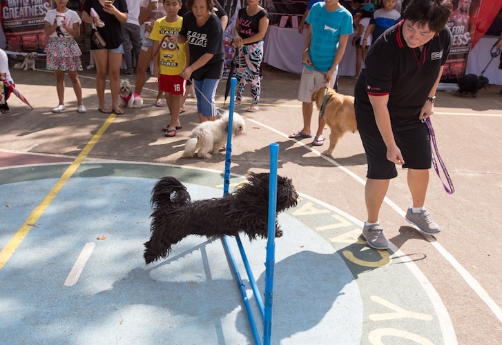 PhilAm village was graced by certified professional dog trainer Joy Uy of Pawsitive Education, who shared tips on the discipline, social interaction and agility of pets.