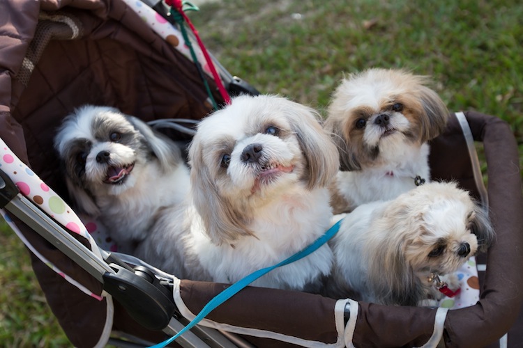 During the event, some dogs of varying breeds were able to socialize and make friends
